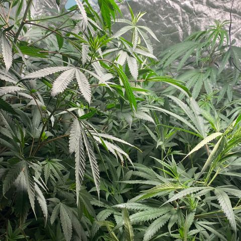Critical XXL Fast growlog timeline photo
