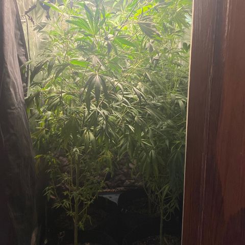 Critical XXL Fast growlog timeline photo