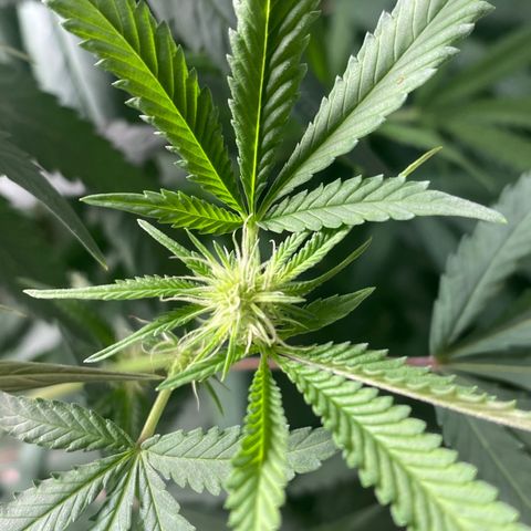 Critical XXL Fast growlog timeline photo