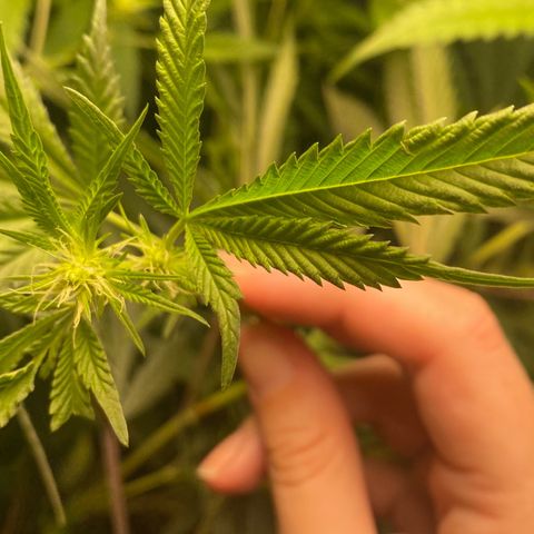 Critical XXL Fast growlog timeline photo