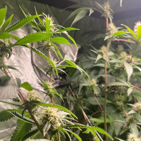 Critical XXL Fast growlog timeline photo