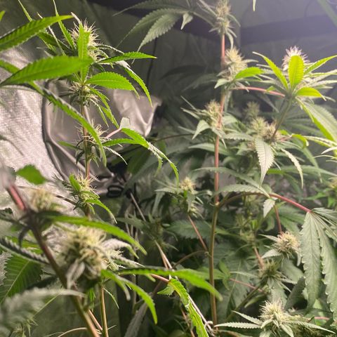 Critical XXL Fast growlog timeline photo