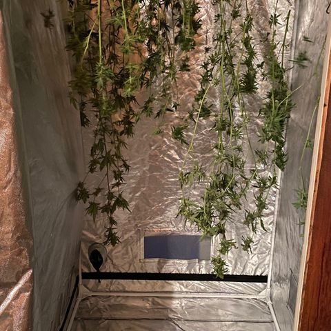 Critical XXL Fast growlog timeline photo
