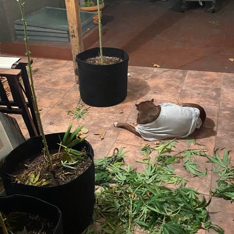 Critical XXL Fast growlog timeline photo