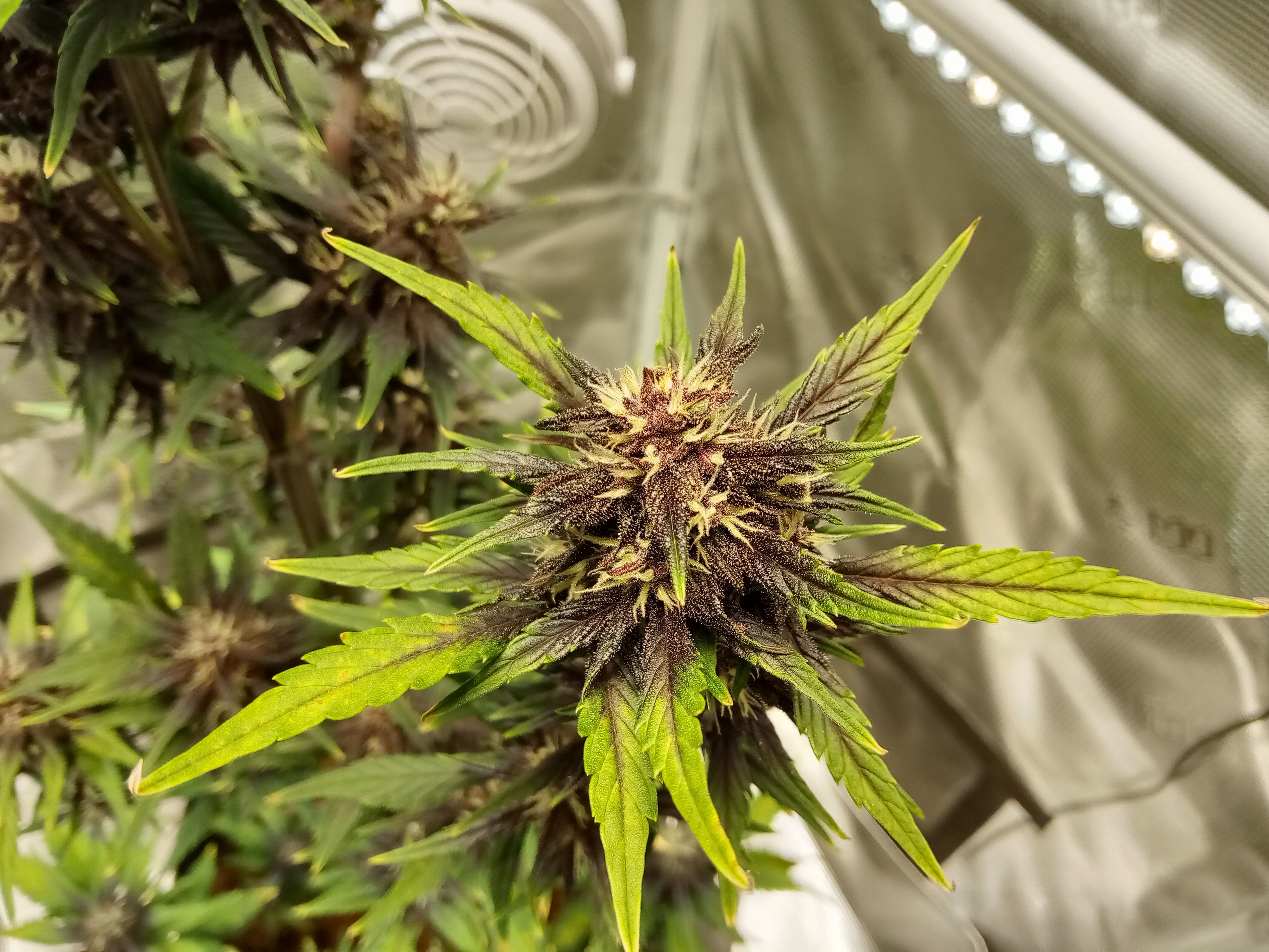 Bloody Skunk Auto growlog header