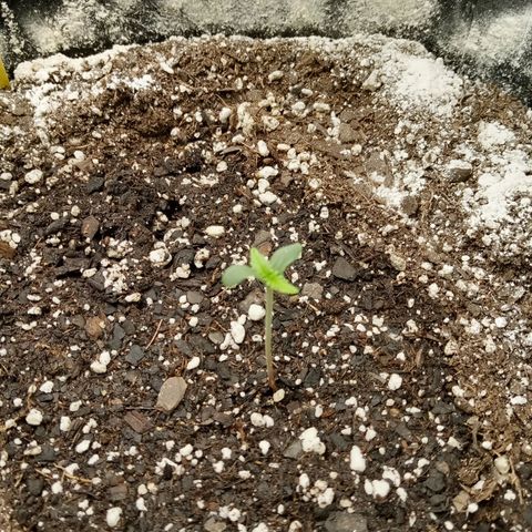 Jet growlog photo: Look at my new leefz