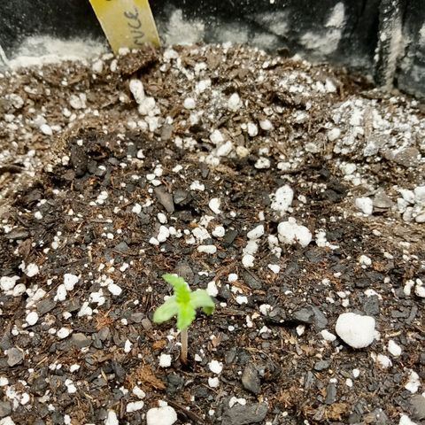 Bruce Banner auto growlog photo: Bruce's looking better today