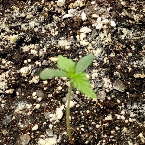 Jet growlog photo: Leader of the pack!
