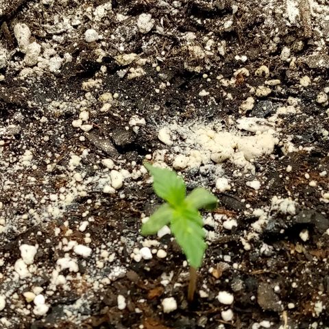 Bruce Banner auto growlog photo: Bruce Almighty 
