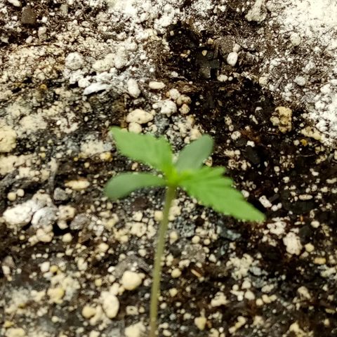 Jet growlog photo: Jet so happy in the fan