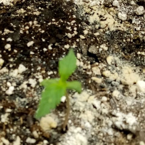 Bruce Banner auto growlog photo: Bruce looking happy
