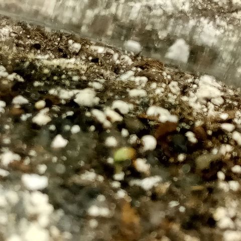 Gorilla Glue (Contest) growlog photo: Poor seedling still hasnt opened but stood up a little bit