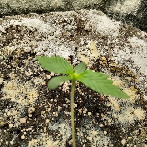 Jet growlog timeline photo