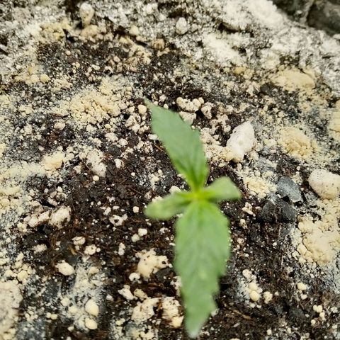 Bruce Banner auto growlog timeline photo