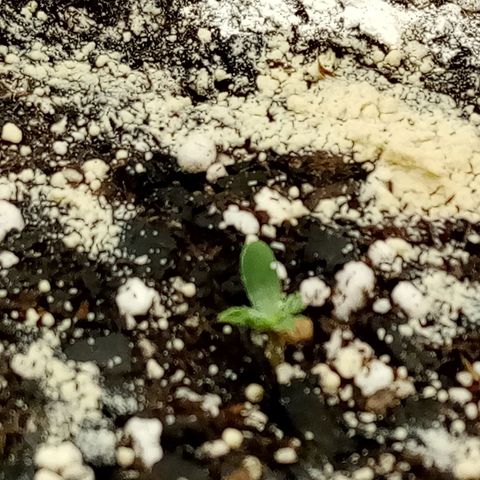 Gorilla Glue (Contest) growlog photo: Gorilla Glue is born!