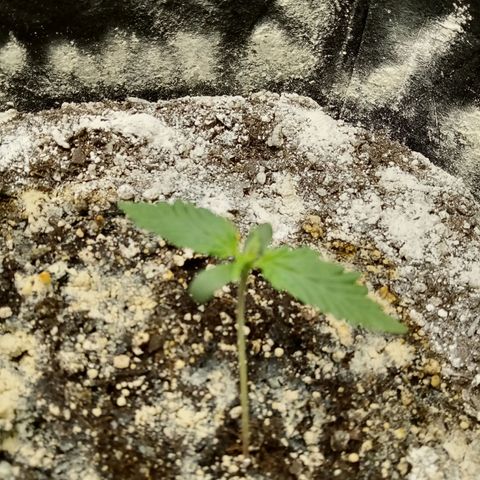 Jet growlog timeline photo