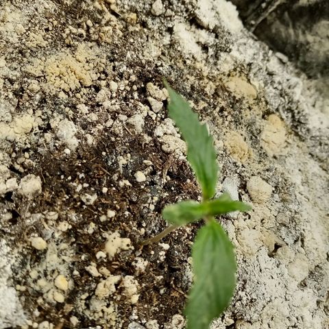 Bruce Banner auto growlog timeline photo