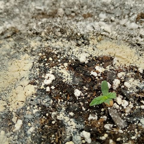 Gorilla Glue (Contest) growlog timeline photo