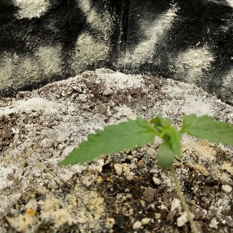 Jet growlog timeline photo