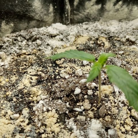 Bruce Banner auto growlog timeline photo