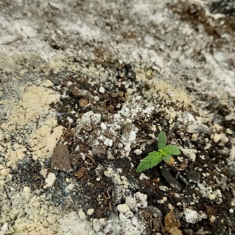 Gorilla Glue (Contest) growlog timeline photo
