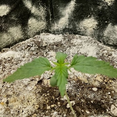 Jet growlog timeline photo