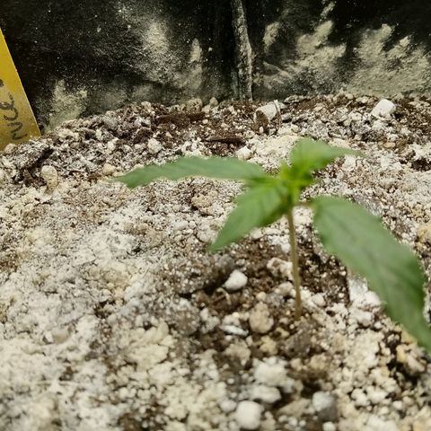Bruce Banner auto growlog timeline photo