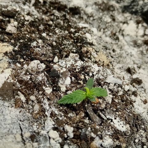Gorilla Glue (Contest) growlog photo: Poor little guy