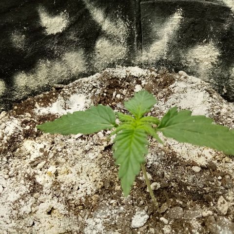 Jet growlog timeline photo