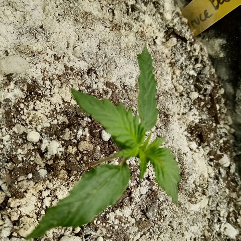 Bruce Banner auto growlog timeline photo