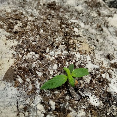 Gorilla Glue (Contest) growlog photo: Such a baby lol