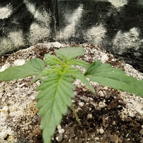 Jet growlog timeline photo