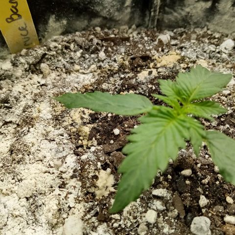 Bruce Banner auto growlog timeline photo