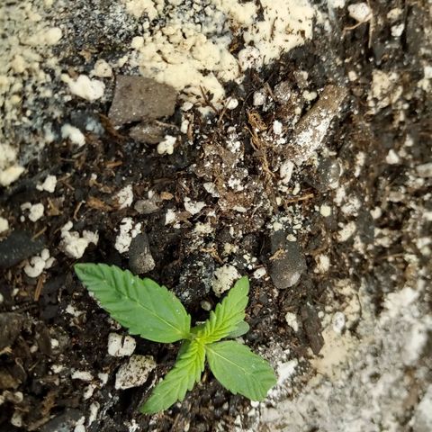 Gorilla Glue (Contest) growlog timeline photo