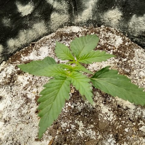 Jet growlog timeline photo