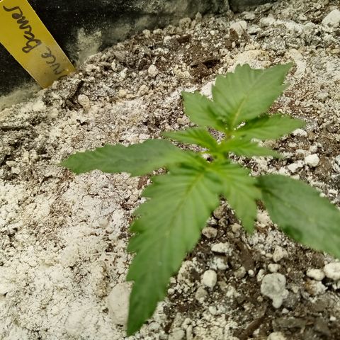 Bruce Banner auto growlog timeline photo