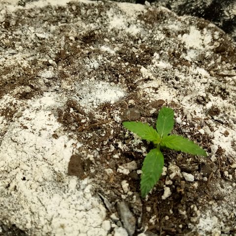 Gorilla Glue (Contest) growlog timeline photo
