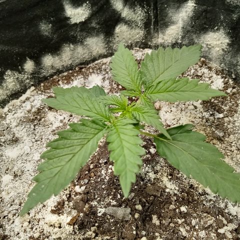 Jet growlog timeline photo