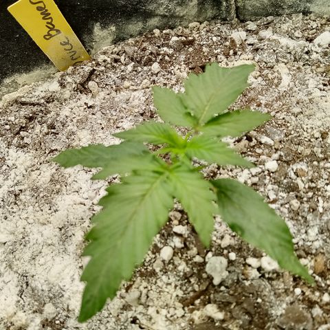 Bruce Banner auto growlog timeline photo