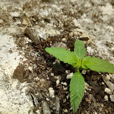 Gorilla Glue (Contest) growlog timeline photo