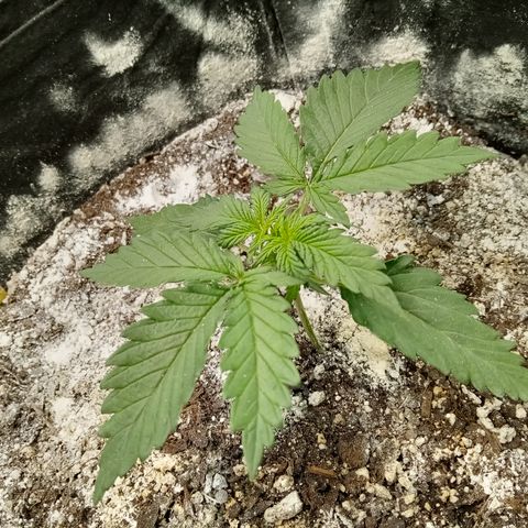 Jet growlog timeline photo