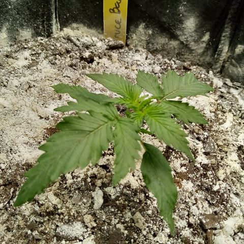 Bruce Banner auto growlog timeline photo