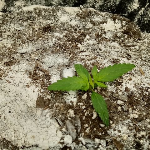 Gorilla Glue (Contest) growlog timeline photo