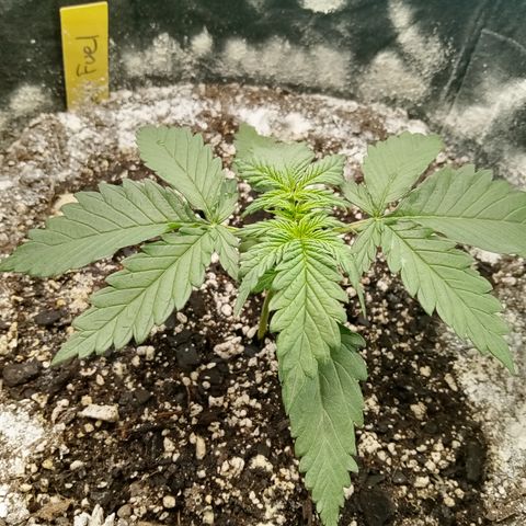 Jet growlog photo: It's growing so quick