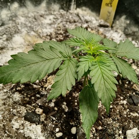 Bruce Banner auto growlog photo: Hurry up