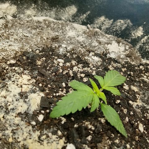 Gorilla Glue (Contest) growlog photo: Runty McRunt gogogo