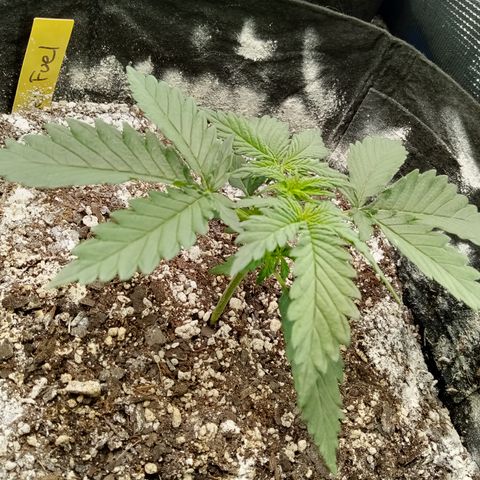Jet growlog timeline photo