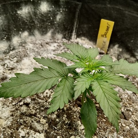 Bruce Banner auto growlog timeline photo