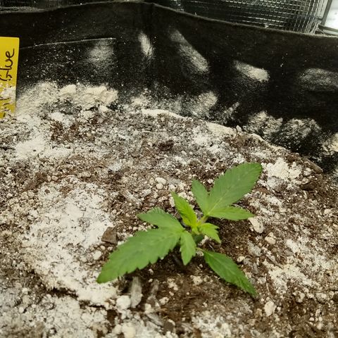 Gorilla Glue (Contest) growlog timeline photo