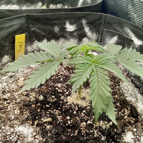 Jet growlog photo: Wide as the pot almost and taller now 